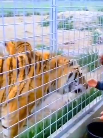 Siberian Tiger with Impressive Size