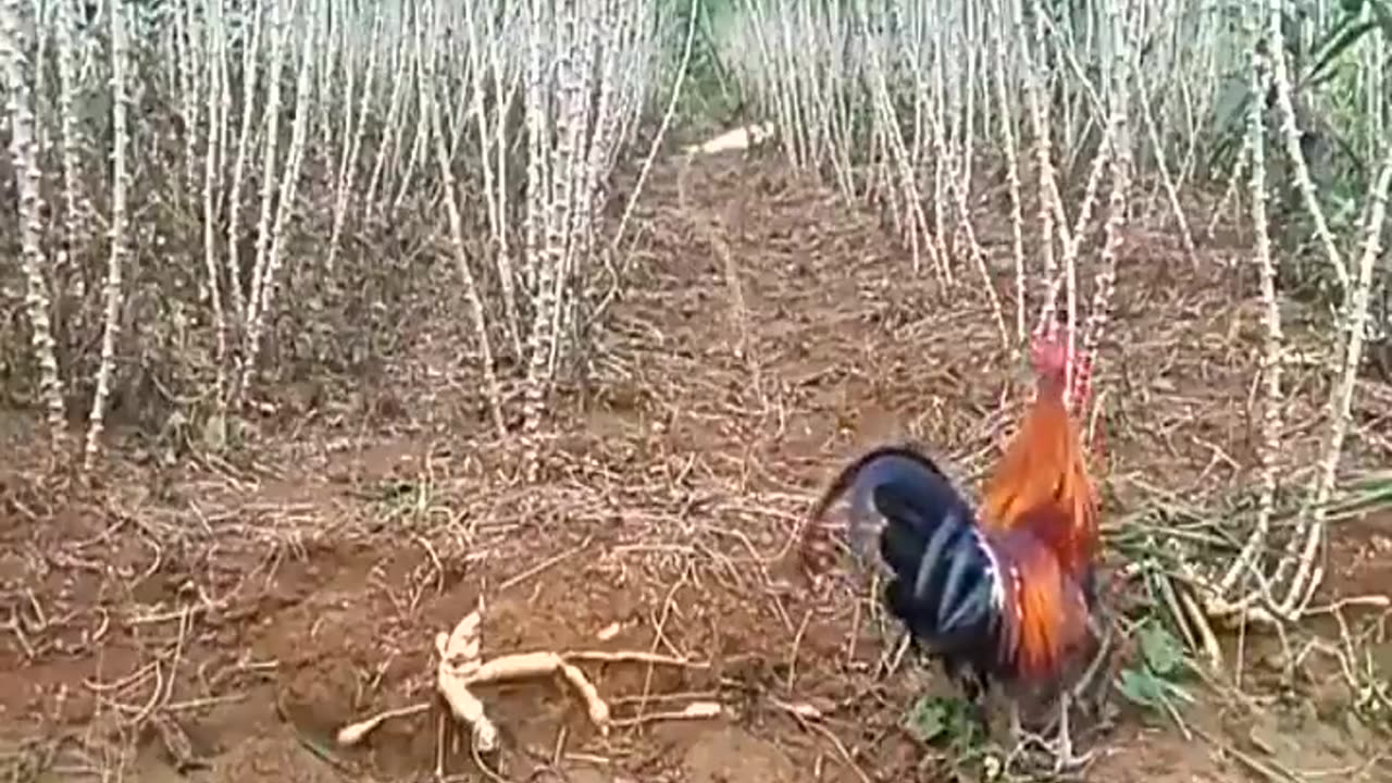 Fox catching