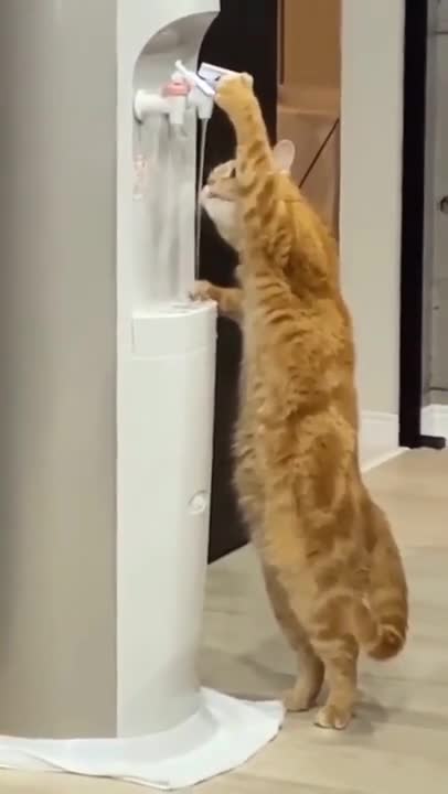 Smart Cat 😹 Funny Cats Videos 2021