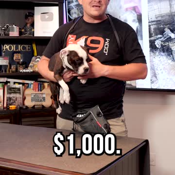 Should You Get a Dog from a Backyard Breeder?