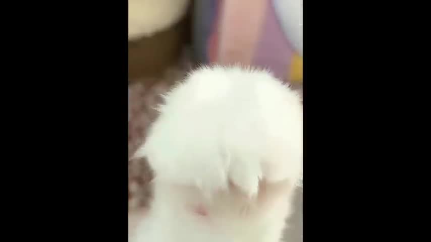 Cute Animal compilation