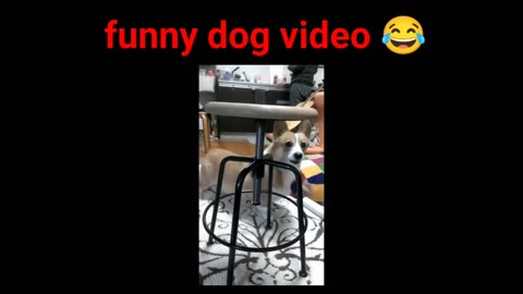 Funny dog videos compilation 2023 ♥ Dog barking sound - Funny dogs