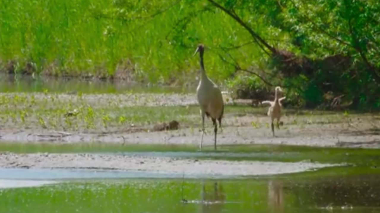 Meet the Top 10 Asian Animals That Are Stealing the Show!