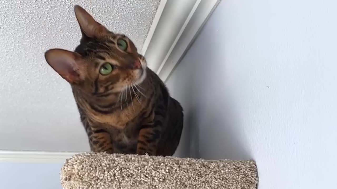 Cardboard tube scratching for Cat | Cute Cat