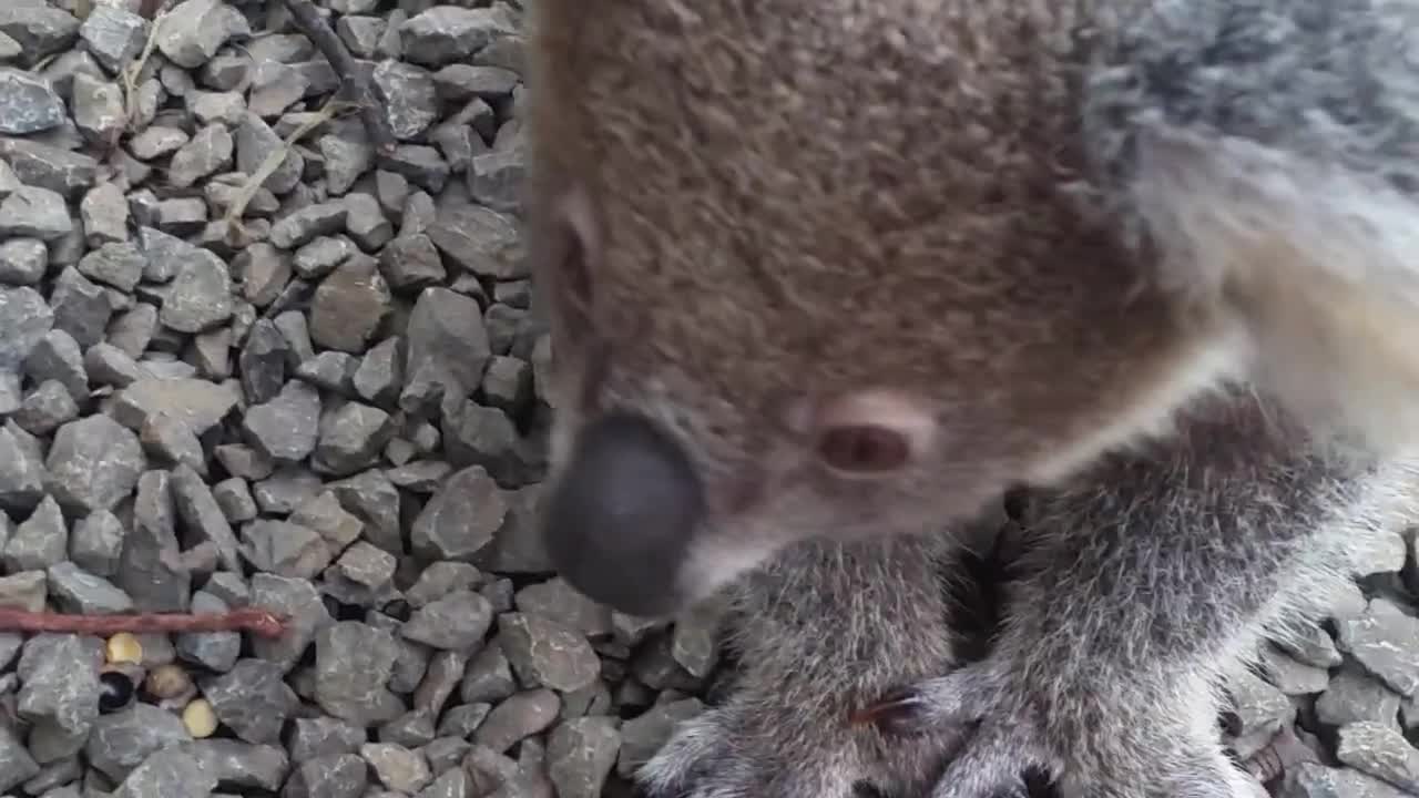 Koala baby rescue