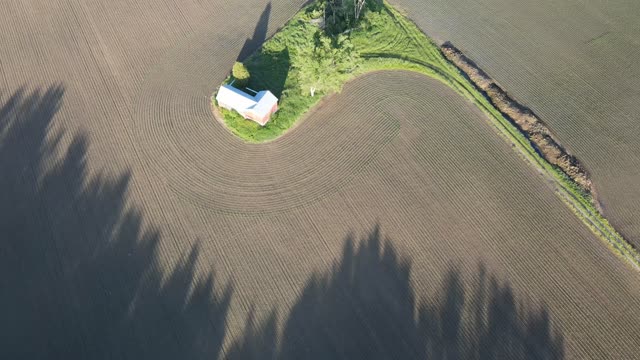 Early Corn Field Crop And Red Barn