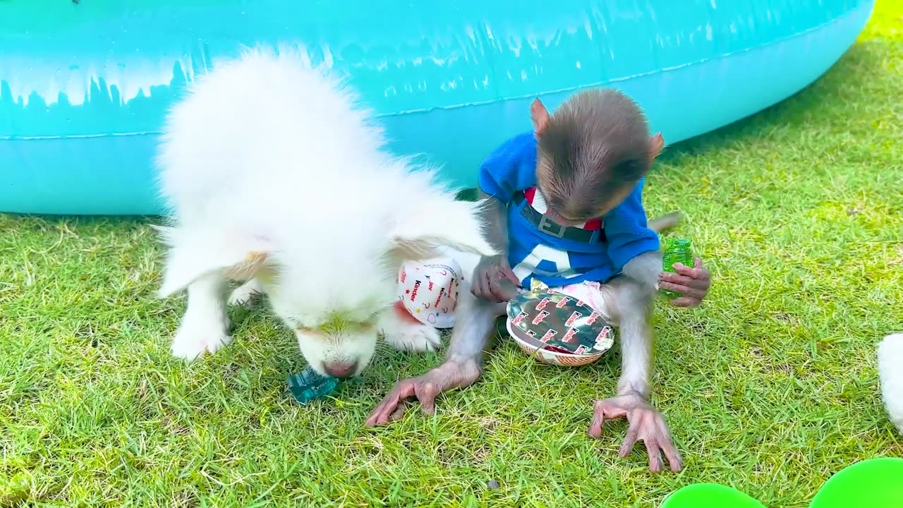 Baby Monkey Chu Chu Bathing In The Bath And Harvesting Fruit With Puppies