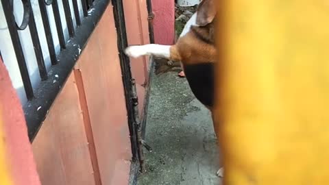 Gate Latch is no Match for Clever Beagle