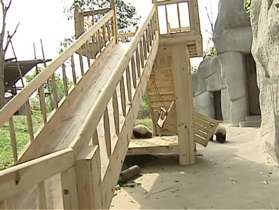 Cute pandas playing on the slide