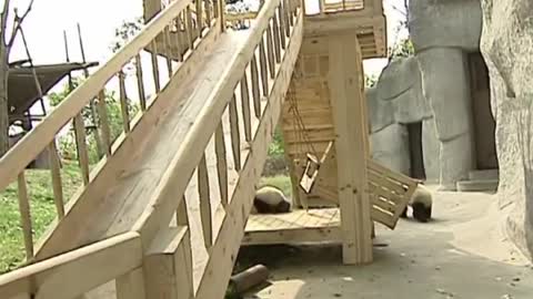 Cute pandas playing on the slide