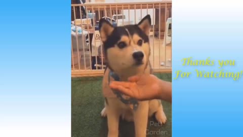 Funniest Animals - Best Of The Funny Animal Videos.. 🤣🐶