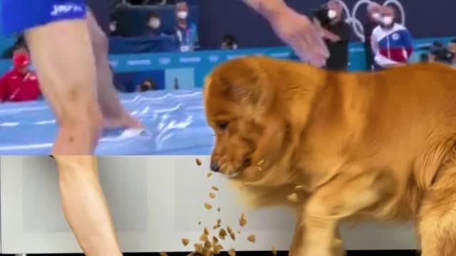 The Japanese gymnast stepped on dog food.