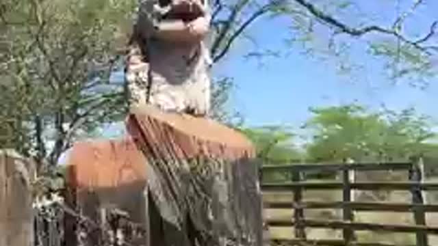 Beautiful creature having fun