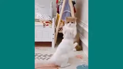 Funny cats