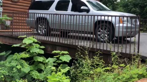 Bear Convinced to Climb Out of Car