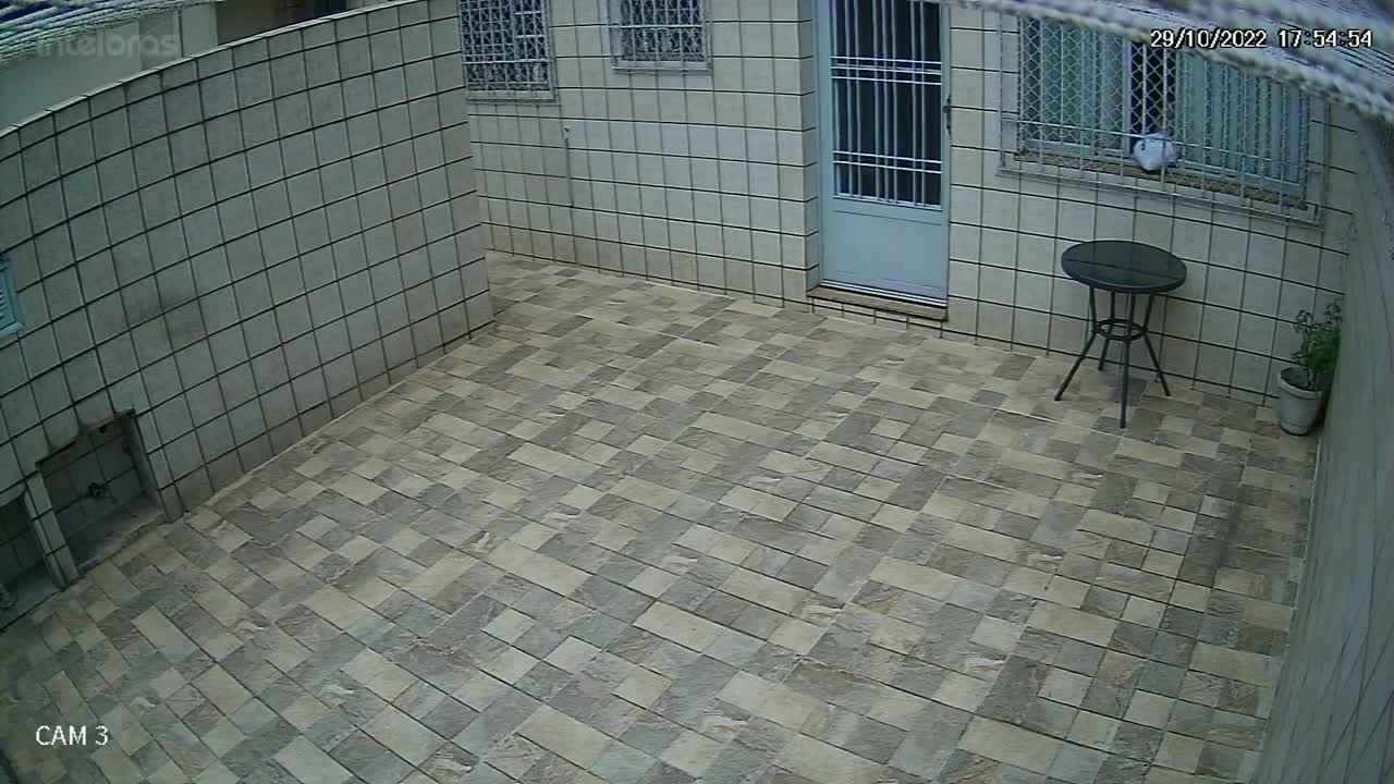 Zezinho the Cat Delivers Package into House Through Window