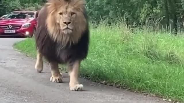 He's like walking like a king