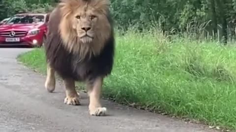 He's like walking like a king