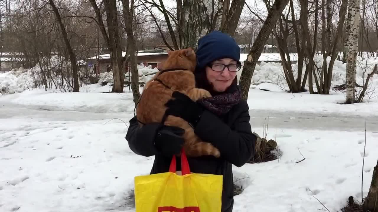 Кот впервые увидел снег