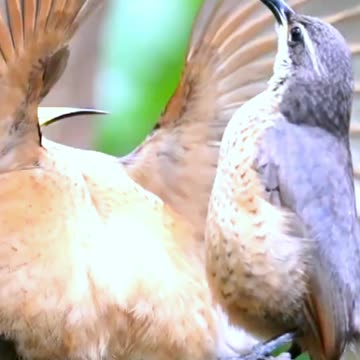 Subtlety isn't this bird's forté - interesting news bbc