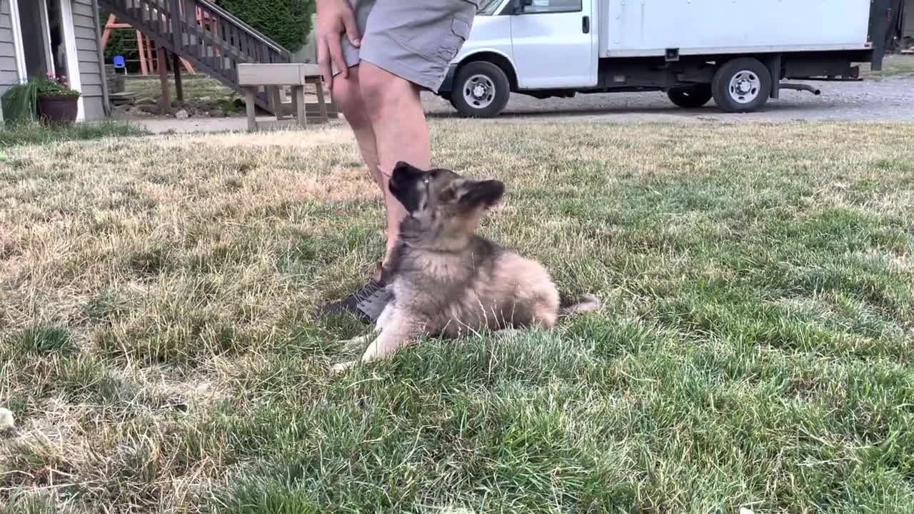 Working line German Shepard long hair puppy