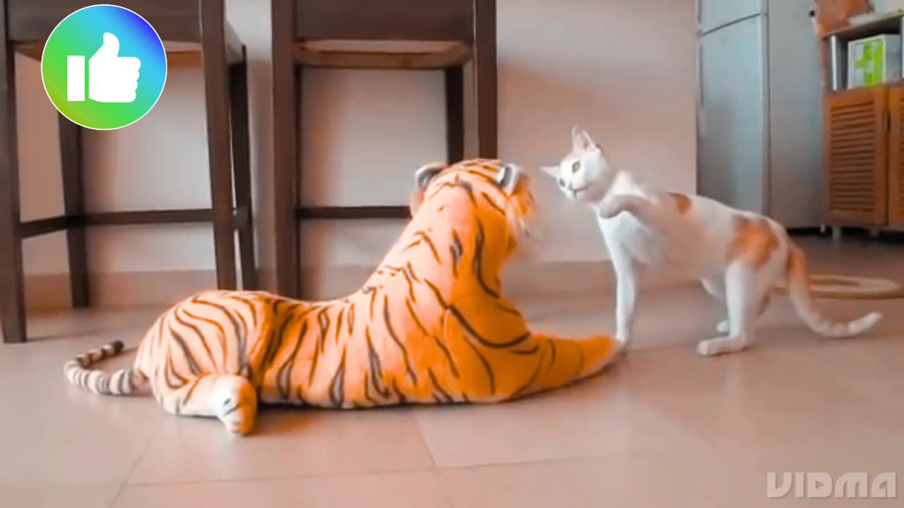 Funny Cat fighting