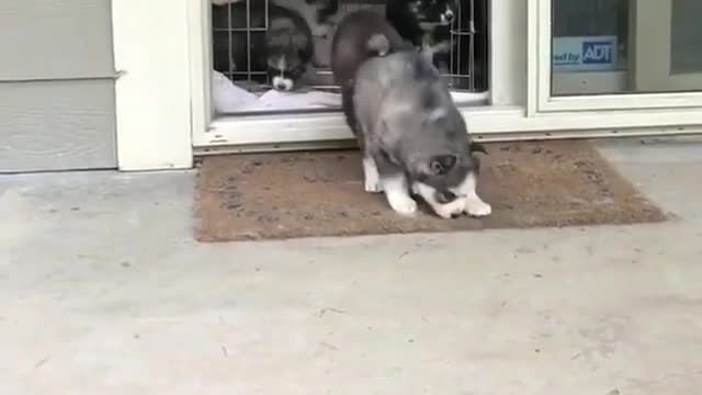 funny & cute animals