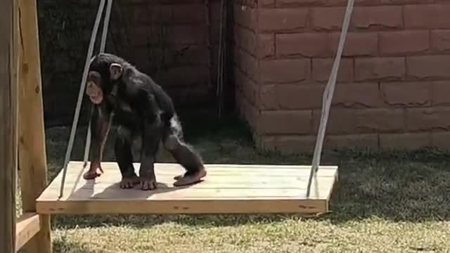 Happy little chimp