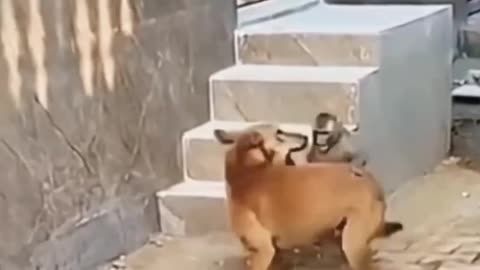 This is funny animal video