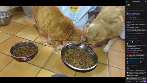 2023-04-04 (4bis) - Marie ne peut plus dormir à cause du bazar - Twitch Triskelina (avec chat)