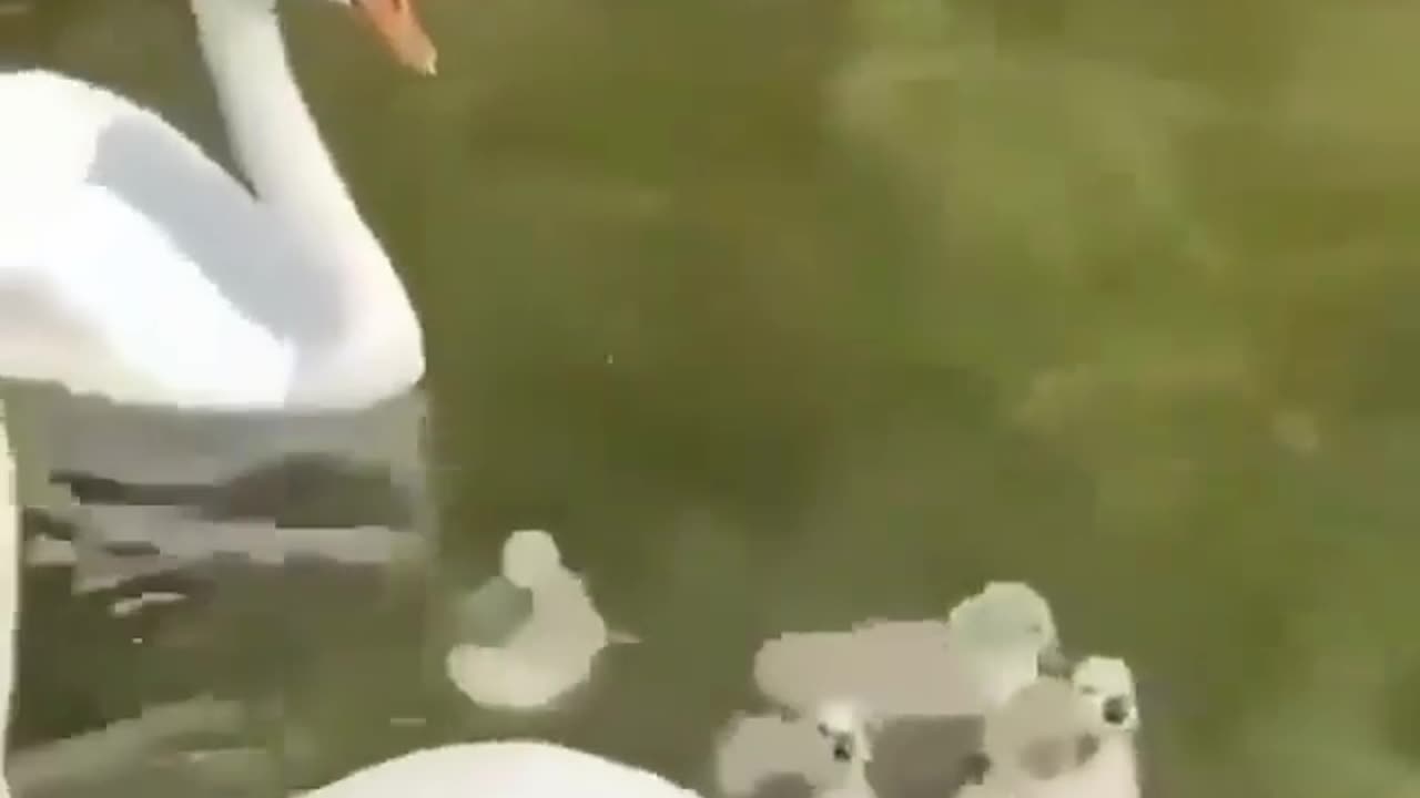 Babys scared to jump in water