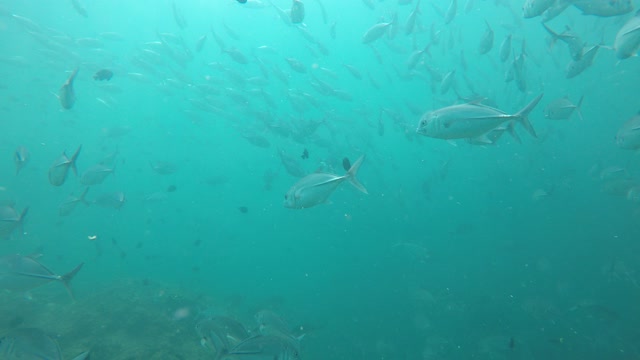 fishes underwater in thailand jackfish