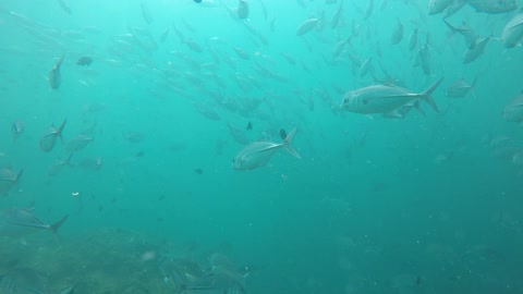 fishes underwater in thailand jackfish