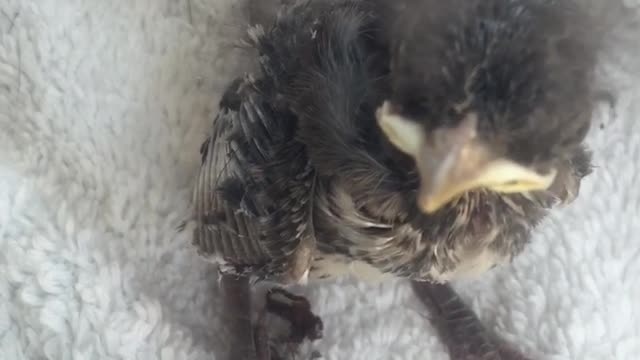 Rescued baby bird is heartbroken after mother kicked him out