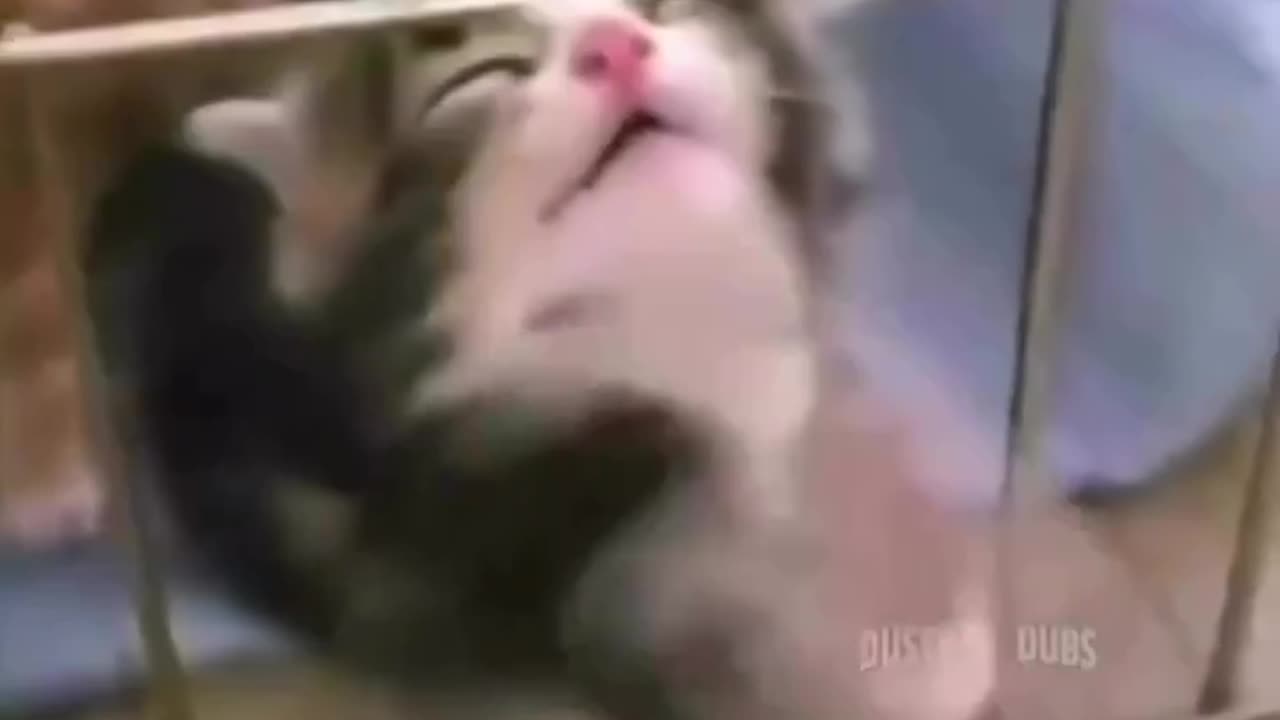 Funniest Animal Best Of The 2023 Funny Dogs And Cats Videos #2