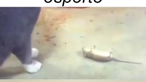 Só Risos