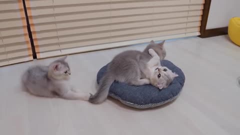 When I challenged the mother cat to a fight, the kitten that was defeated was too cute