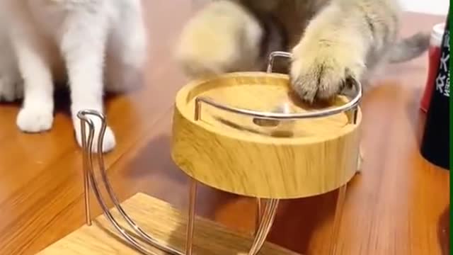 Interesting animal world,Make you laugh every day and enjoy a good mood.