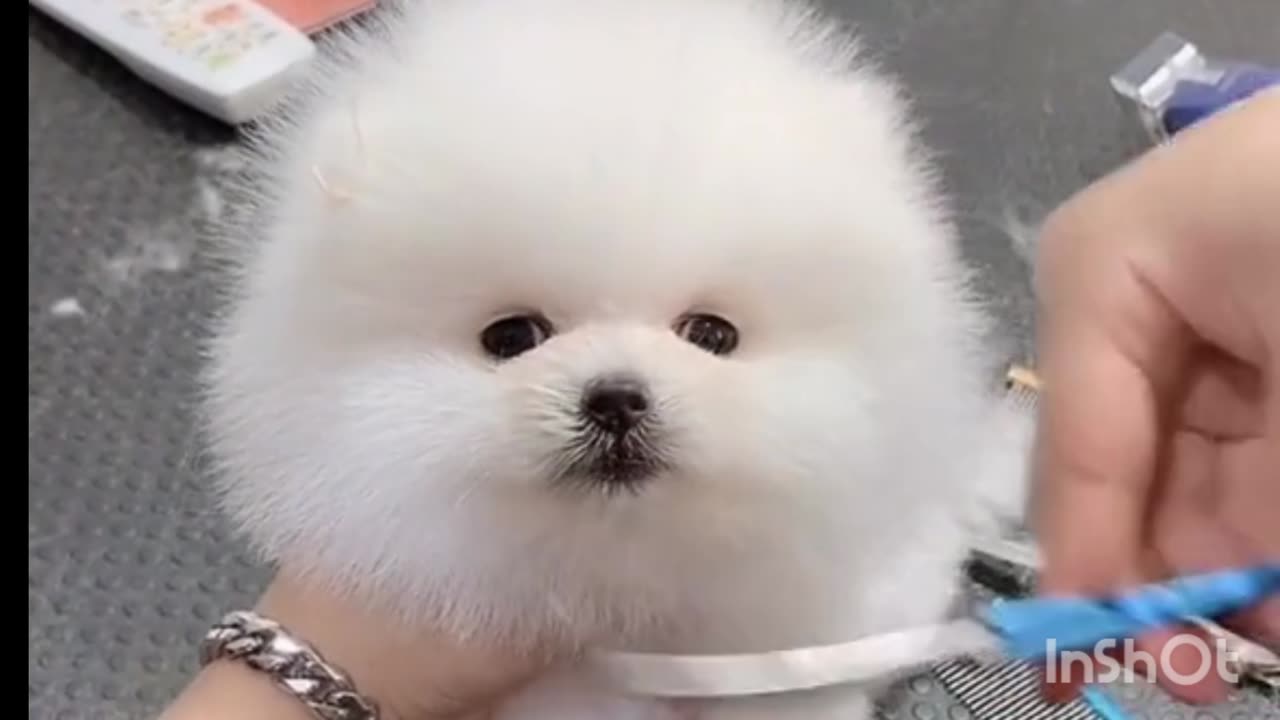 Doo you want to my cute puppy