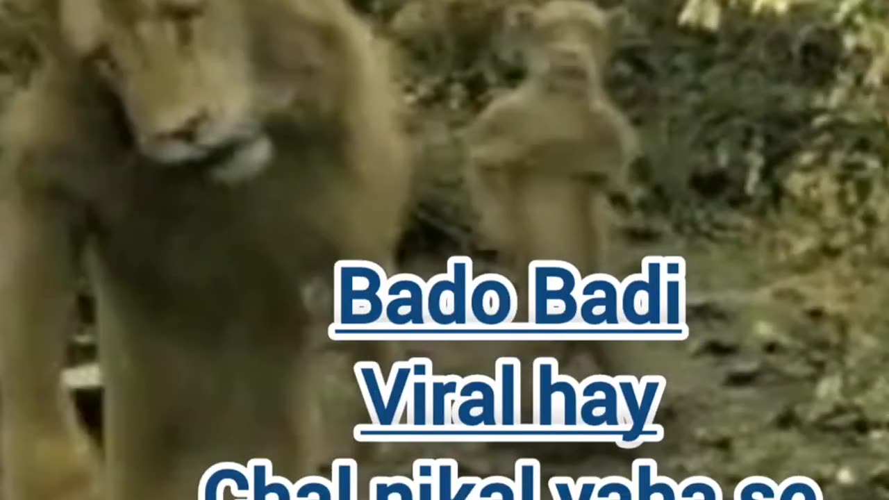 Bado Badi Bado Badi| Lion Dancing