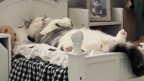 Funny Video