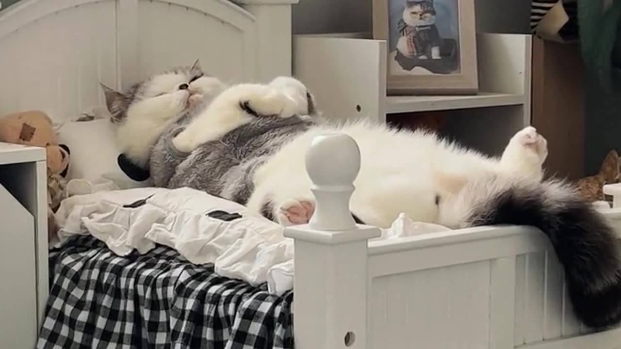Funny Video