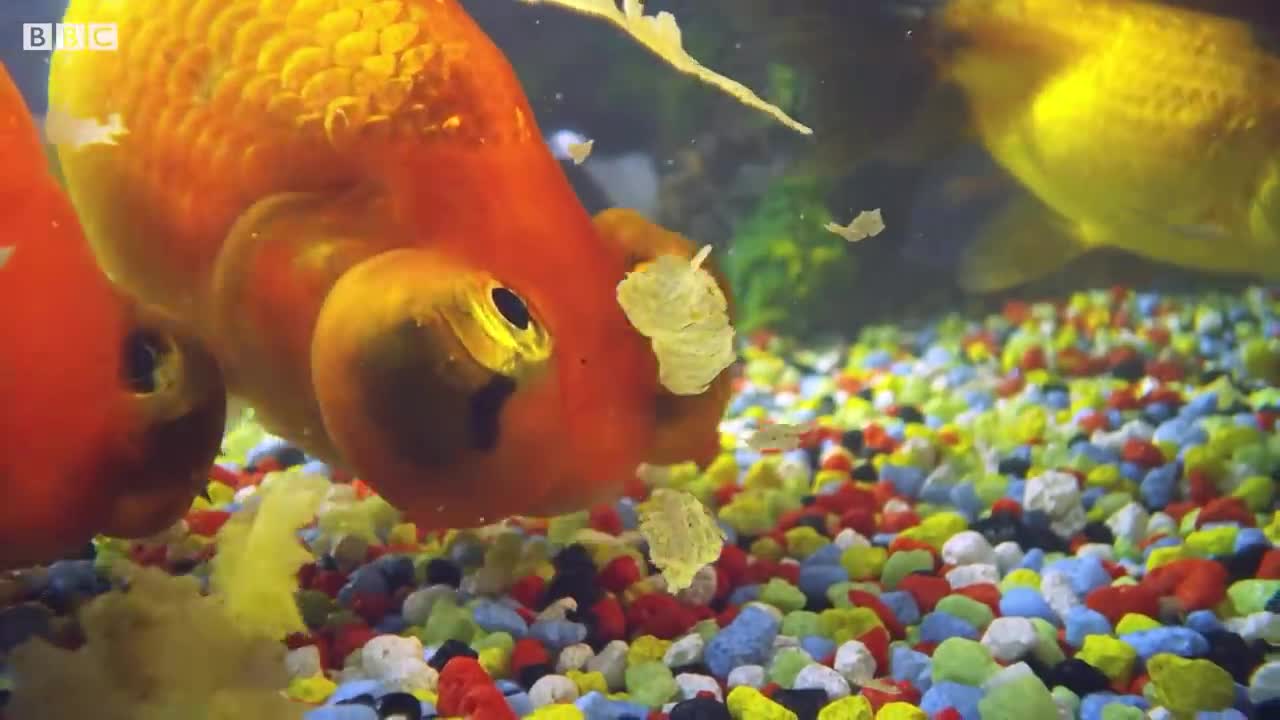 How Do Goldfish Flirt? | Pets: Wild At Heart | BBC Earth