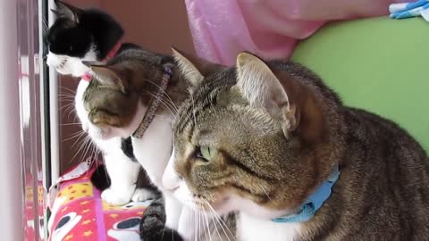 cute cat