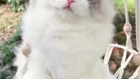 Cutest cat