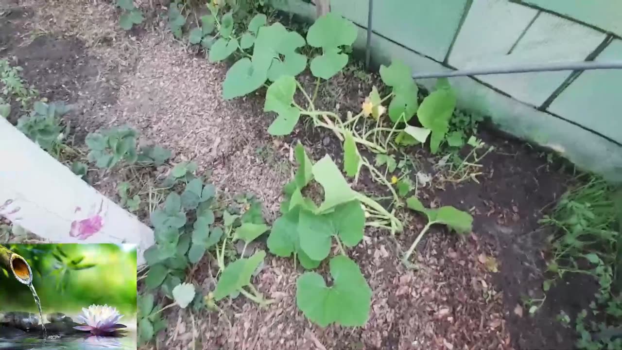 green house update tomato plants transplanting