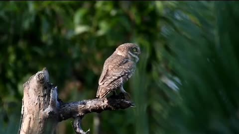 Wildlife in closer view with a natural perspective.