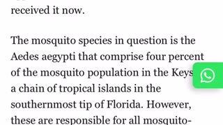 Gmo mosquitoes. Wonderful