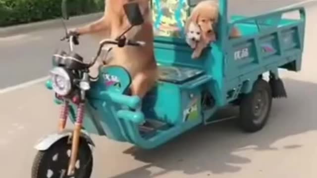 Best dog Funny video 2022-Funniest dogs