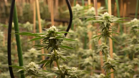 Inside a MILLION DOLLAR WEED FARM!